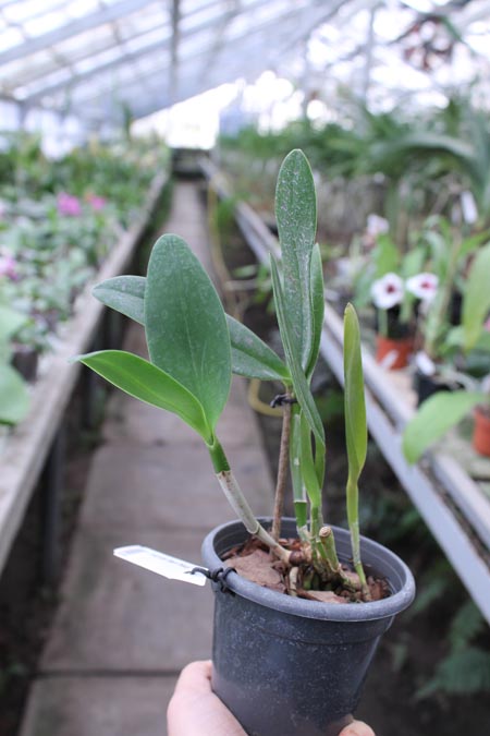 Cattleya Pradit Spot 'Black Prince'.jpg