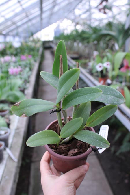 Cattleya Little Seagull.jpg