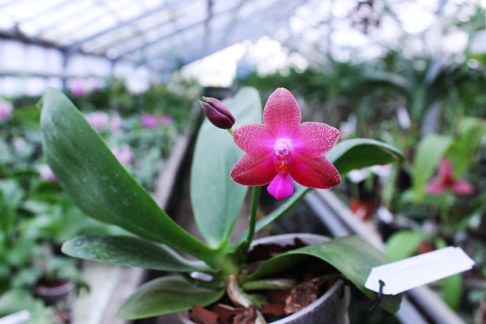 Phalaenopsis Fusheng's World 'FS'.jpg