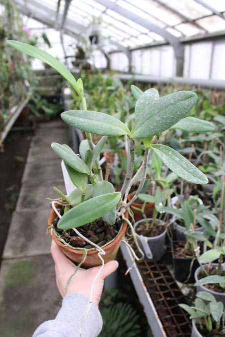 Cattleya intermedia aquini rosea-concolor XXX x Cattleya intermedia aquini alba 'Superba' XXX.jpg