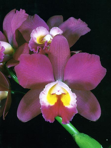 Sophrolaelliocattleya Marcia Street.jpg