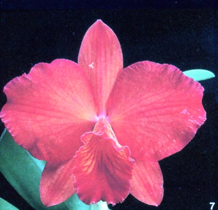 Sophrolaelliocattleya Marcia Street.jpg