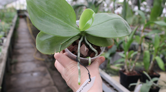Phalaenopsis Ld's Bear Queen x Chang Mow Evergreen.jpg
