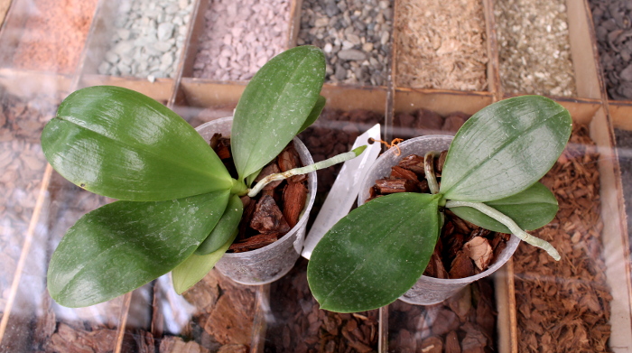 Phalaenopsis Ambotrana x Kung's Red Cherry.JPG