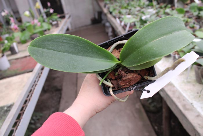 Phalaenopsis Natasha 'Aiko'.jpg