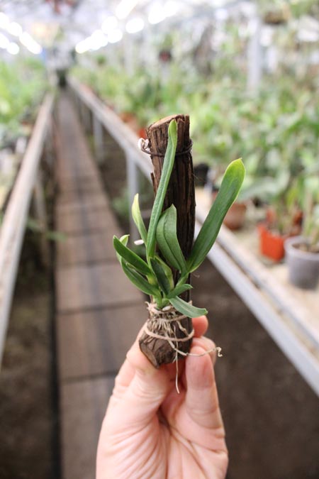 Sophrolaeliocattleya Jillian Lee.jpg