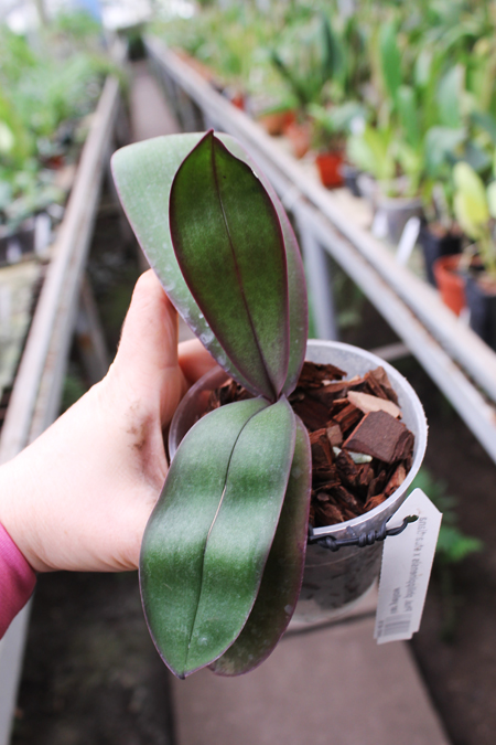 Phalaenopsis philippinensis x stuartiana var yellow.jpg