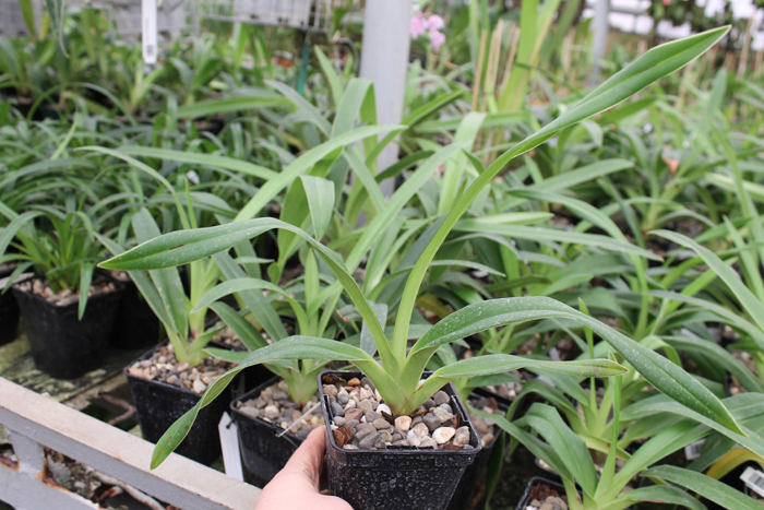 Phragmipedium Living Fire.jpg