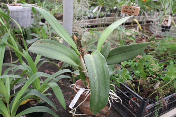 Brassolaeliocattleya Young Kong 'Sun No16'.jpg