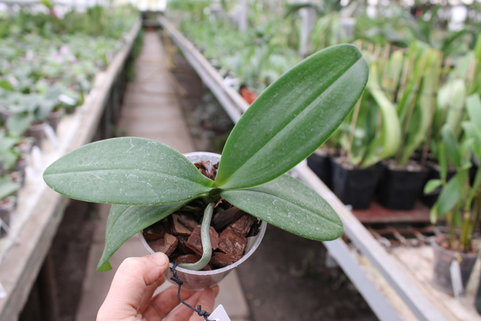 Phalaenopsis equestris alba x Phalaenopsis lindenii.jpg