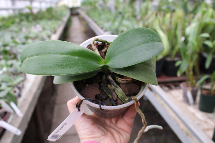 Phalaenopsis Green Pixie.jpg