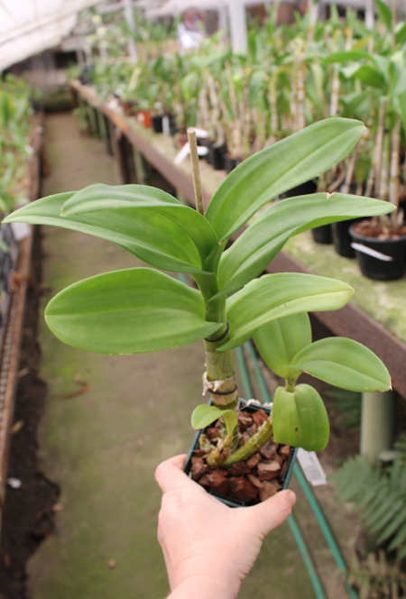 Dendrobium Brandy.jpg