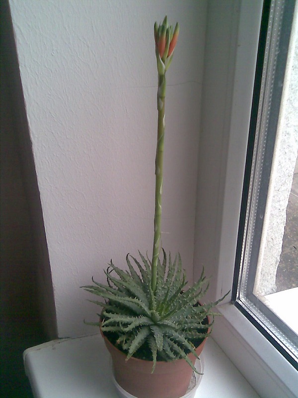Aloe humilis.jpg