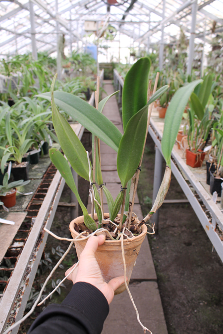 Cattleya Gertrude Hausermann.jpg