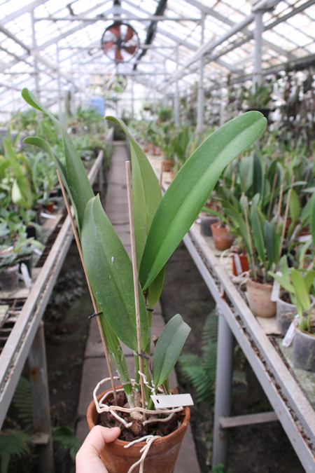 Laeliocattleya Bonanza Queen 'Panamint'.jpg