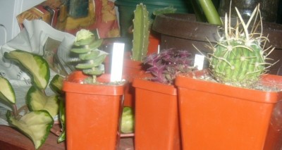 Слева направо - Hoya variegata, Crassula perforata v.variegata, Stapelia gigantea, Crassula corymbulosa, Echinofossulocactus crispatus