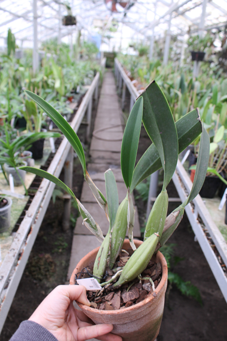 Laelia anceps.jpg