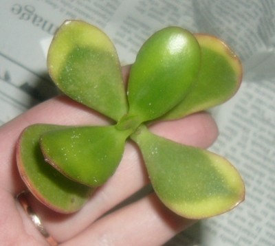 Crassula ovata v.variegata