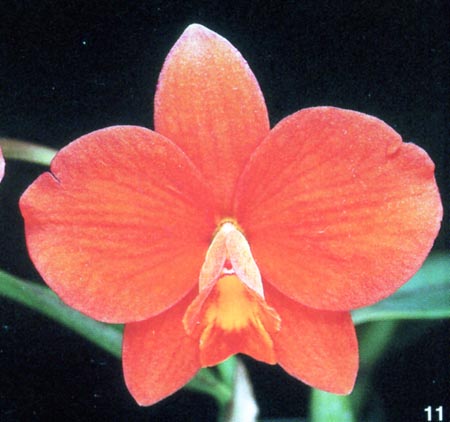 Sophrolaelliocattleya Precious.jpg