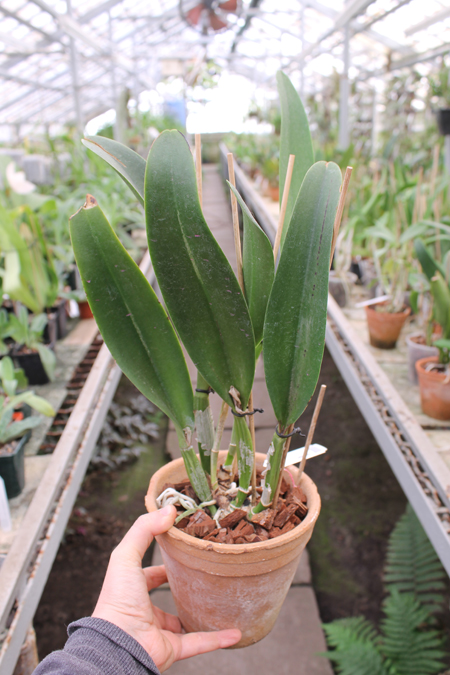 Cattleya Petch Siam.jpg