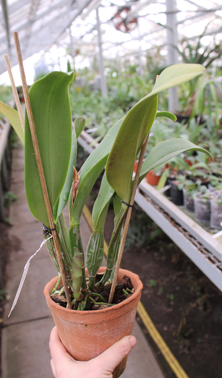 Brassolaeliocattleya Lucky Strike 'Mangkorn'.jpg