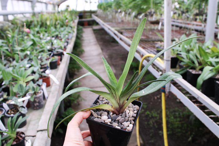 Paphiopedilum Dollgoldi (armeniacum x rothschildianum).jpg