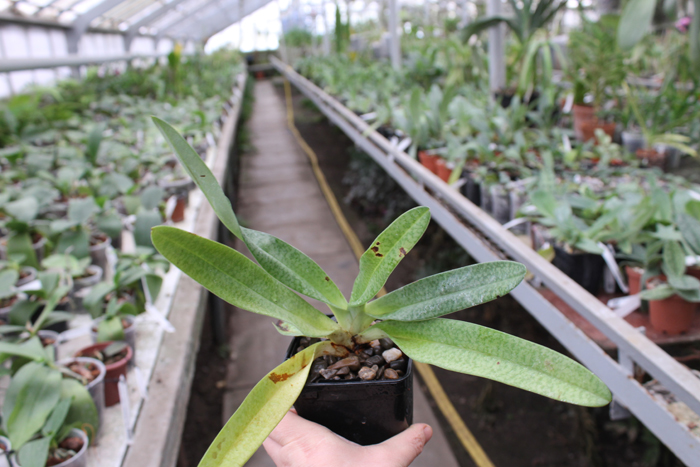 Paphiopedilum ang-thong var alba 'Snow Elf' x Paphiopedilum stonei var alba 'formosa'.jpg
