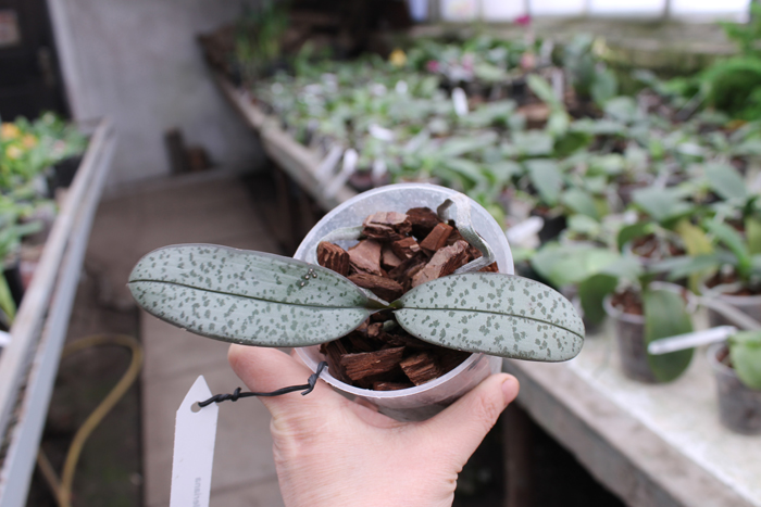 Phalaenopsis schilleriana.jpg