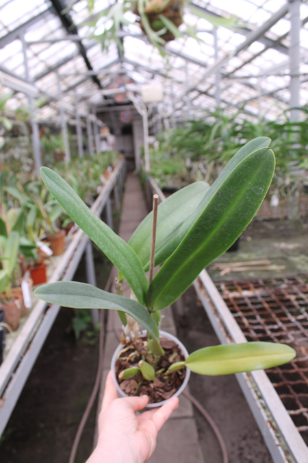 Laeliocattleya C G Roebling 'Blue Indigo'.jpg