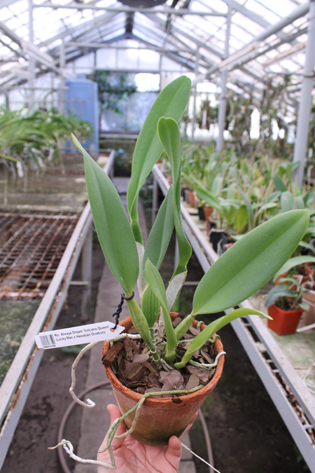 Rhyncholaeliocattleya Always Dream 'Volcano Queen'.jpg