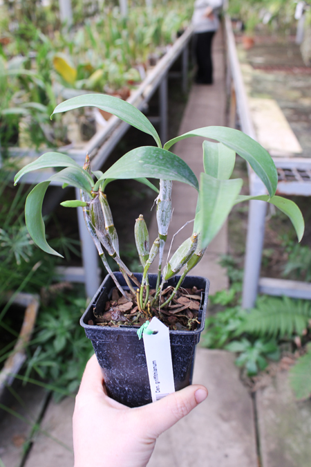 Dendrobium griffithianum.jpg