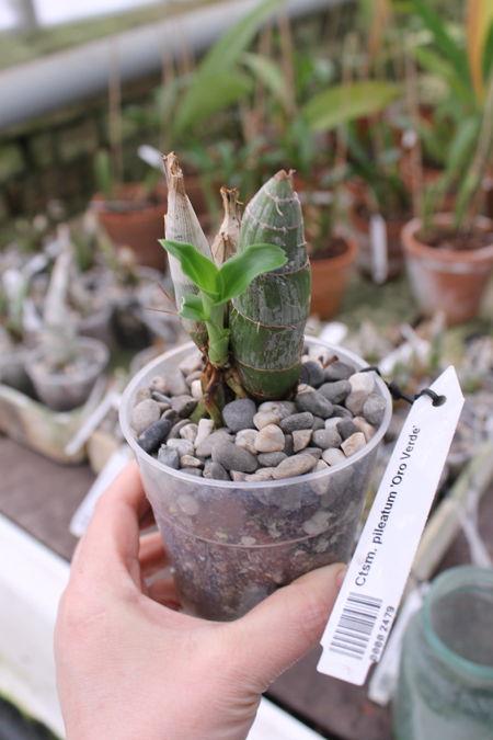 Catasetum pileatum 'Oro Verde'.jpg