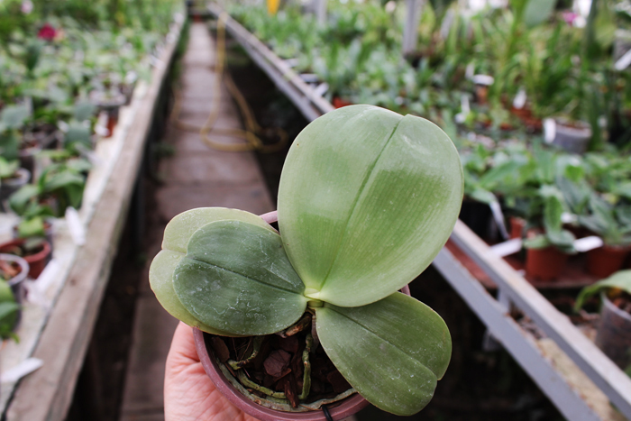 Phalaenopsis bellina 'blue'.jpg