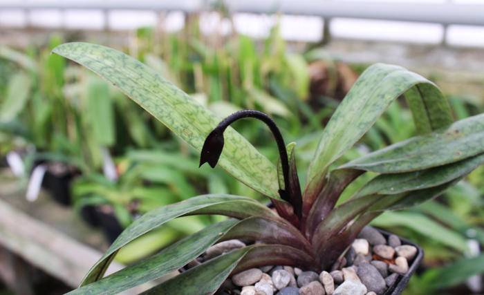 Paphiopedilum Dark Spell 'Ruby' x Paphiopedilum St Swithin 'Swallow'.jpg