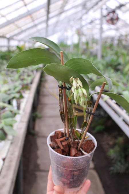 Dendrobium farmeri.jpg