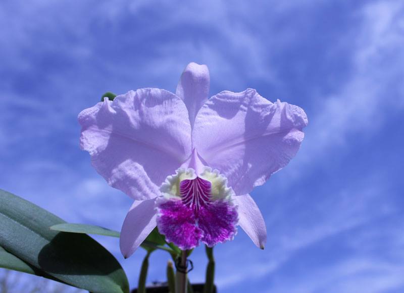 Cattleya lueddemanniana alba 'OMG' x Cattleya lueddemanniana coerulea 'Siquesique'.jpg