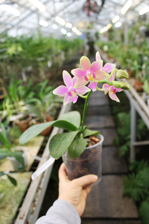 Phalaenopsis Cornustris x (Gelbliber x Princess Kaiulani) x Chiada Ziv.jpg