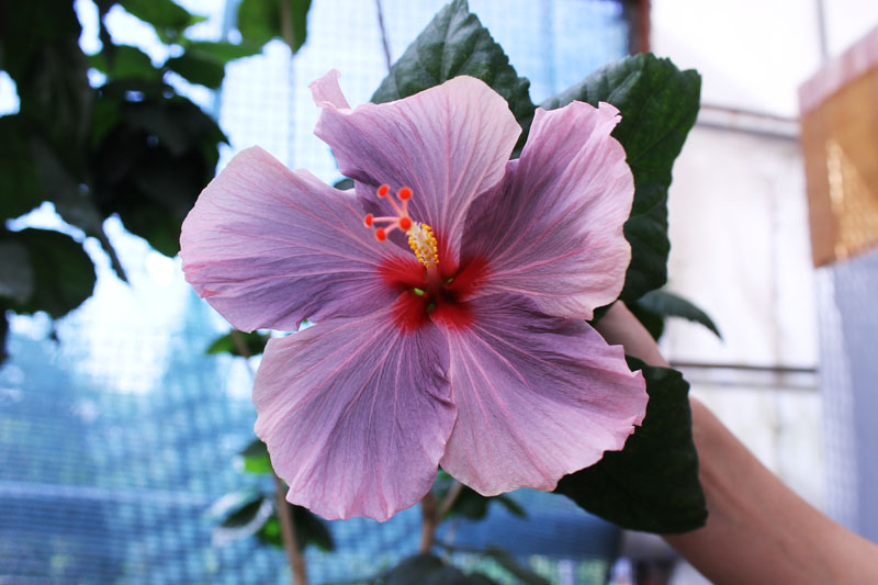 Hibiscus.jpg