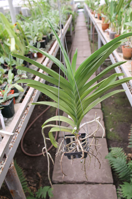 Vanda Manuvadee.jpg