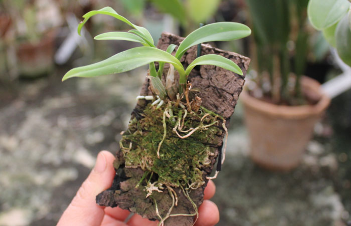 Laelia majale.jpg