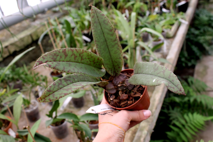 Psychopsis Mendenhall 'Hildos'.JPG