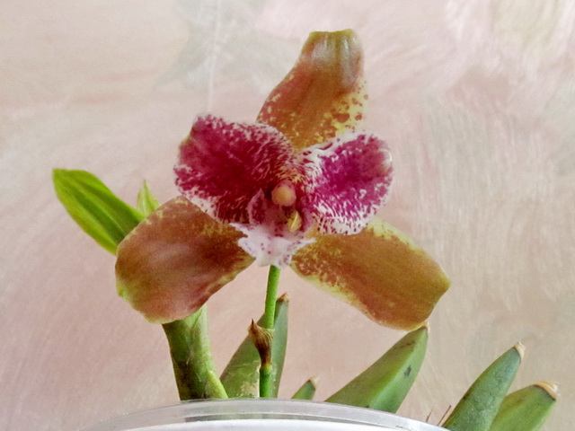 Lyc. Astra Hatsune