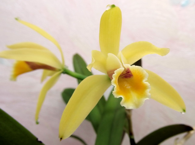 Cattleya luteola