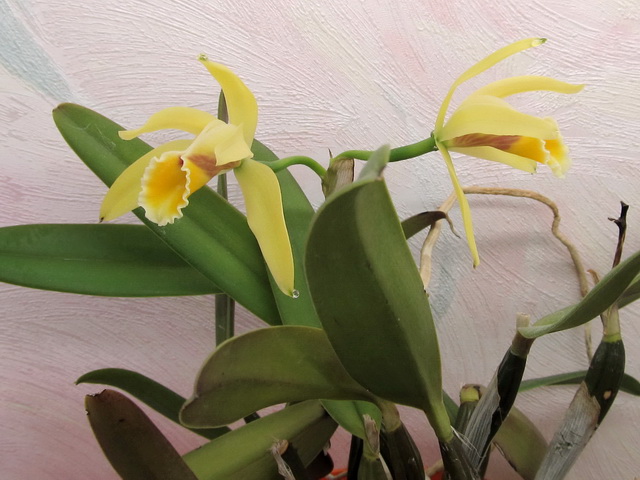 Cattleya luteola