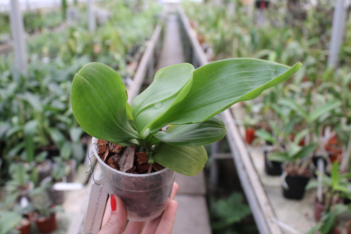Phalaenopsis (Tzu Chiang Litlitz-micholtzii) '#1' x Joy Dreamy Jade '#7'.JPG