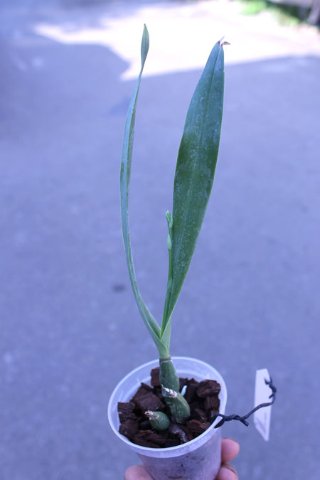 Euchile mariae.jpg