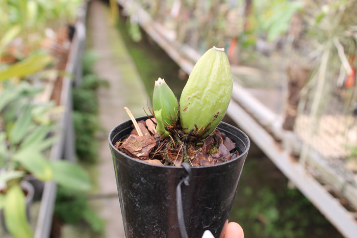 Lycaste Sakura.jpg