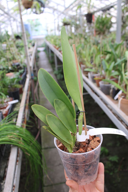 Cattleya rex.jpg