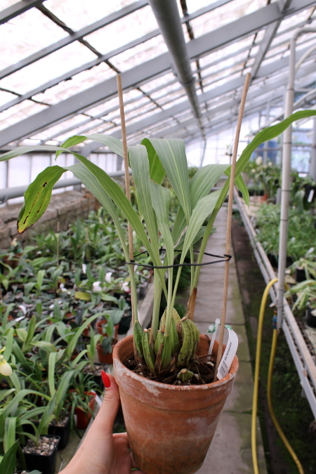 Ida fulvescens.JPG