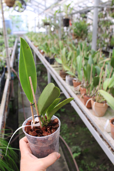 Cattleya rex.jpg